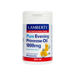 LAMBERTS EVENING PRIMROSE...